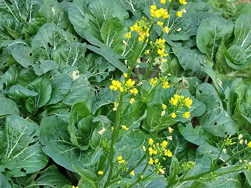 油菜