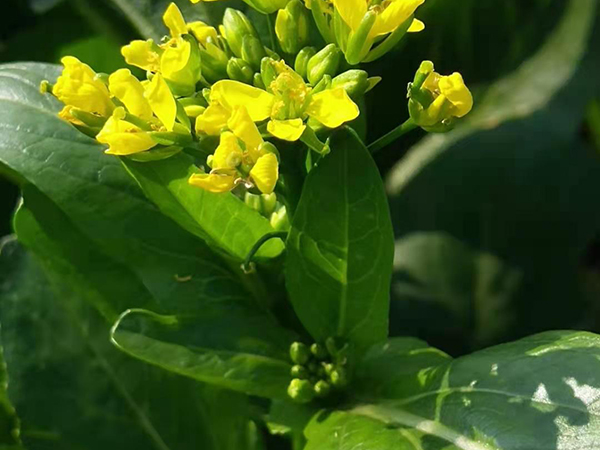 百润祥膳食菩蔬菜产地...