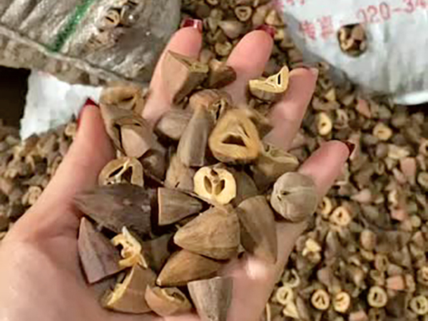 橄榄颗粒成型前