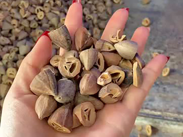 橄榄颗粒定制型