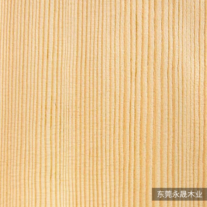 直纹樟子松