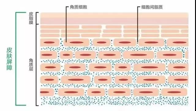 冬季护肤|健康的皮脂膜结构是抵御外界不良刺激的关键