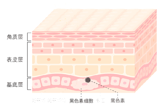 影响肤色的核心因素——黑色素