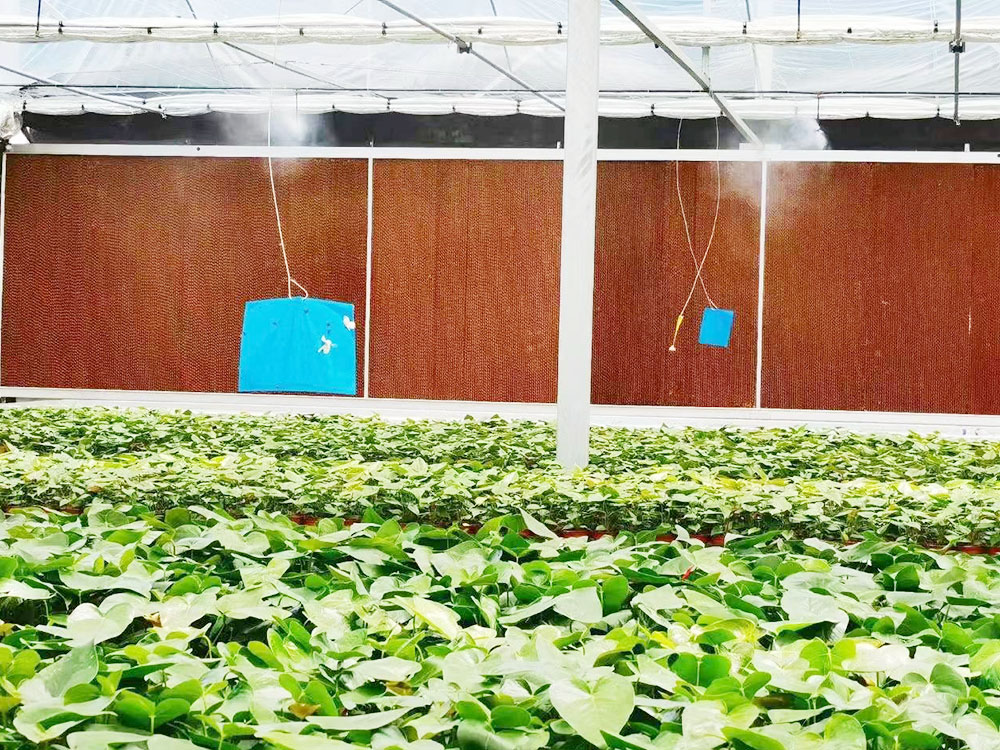 农业通风降温方案