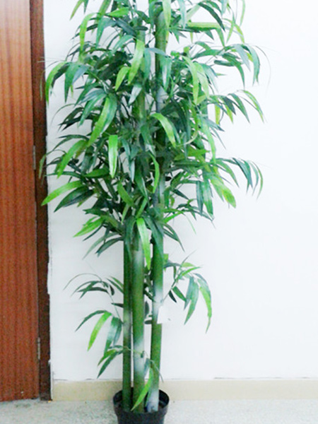 4杆佛肚竹