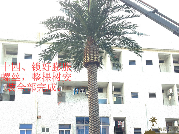 海藻树安装图详细