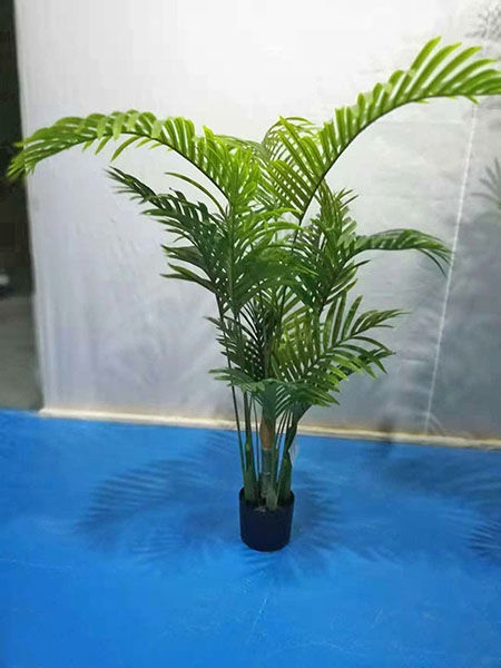 散尾葵盆景