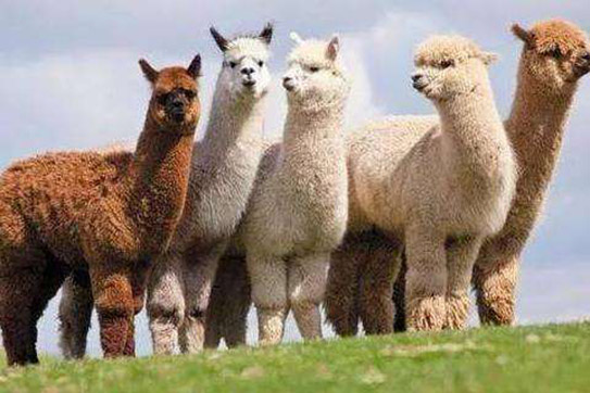 毛线料复合羊驼绒布