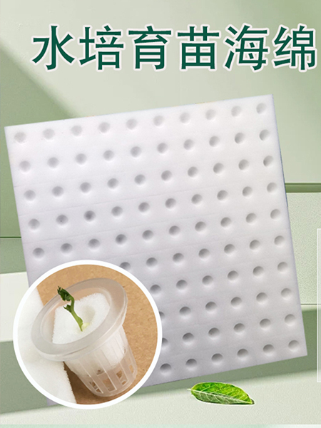 水培育苗定植海绵