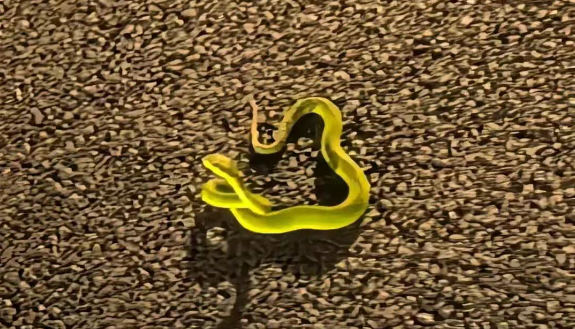 急救科普：东莞一男子...