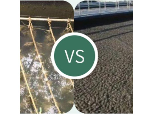污水处理菌种和活性淤泥对比有哪些优势