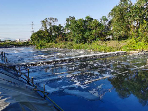 揭西凤江镇河涌黑臭水...