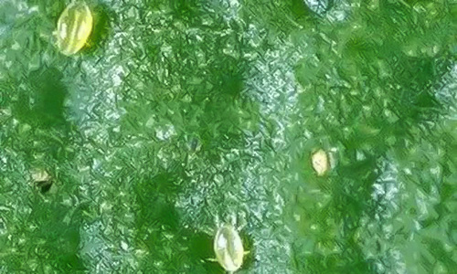 螨虫该如何预防