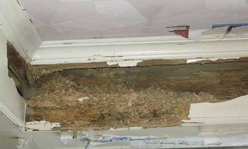 白蚁的破坏力有多强大？