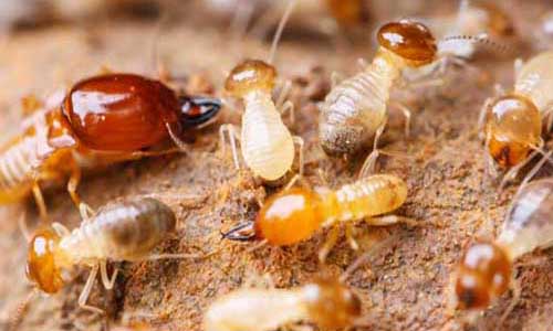 三大白蚁种类的灭治方法