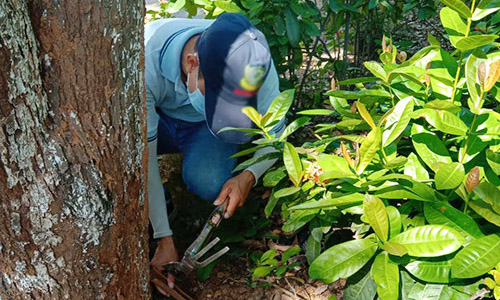白蚁防治的错误做法和认知有哪些