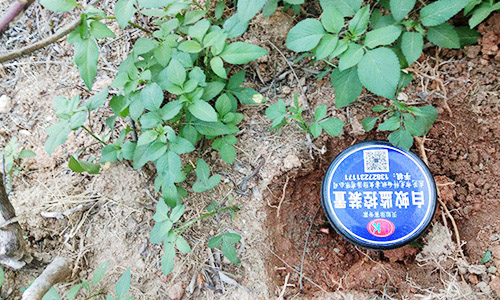 白蚁猖獗，发现白蚁时不要轻易用杀虫剂喷杀