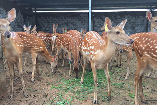 为什么梅花鹿夏天身上有花斑而冬天却没有？