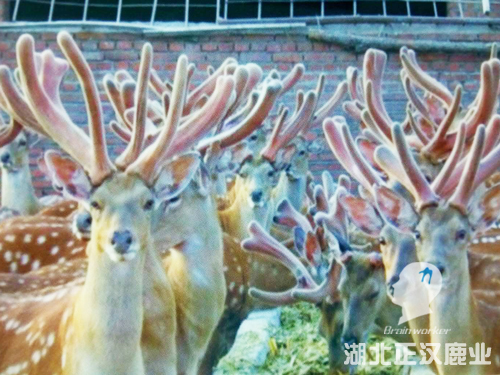 湖北正汉鹿茸