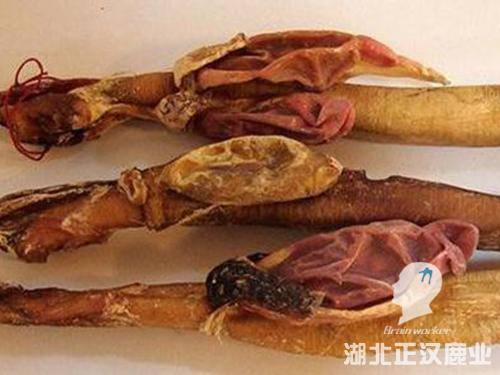 鹿鞭