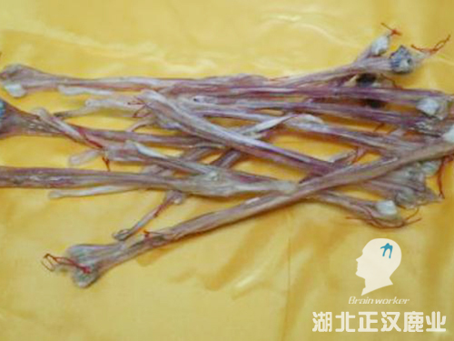 鹿筋