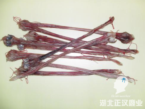 鹿筋腱