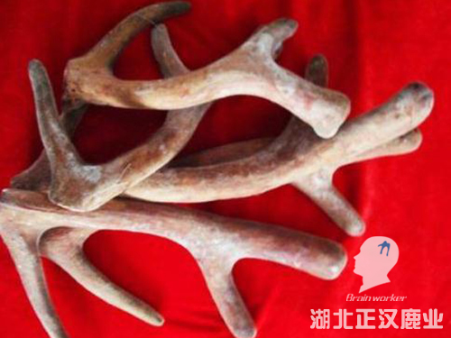 鹿茸