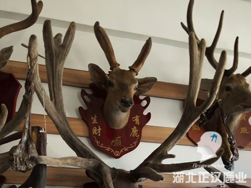 鹿头工艺品