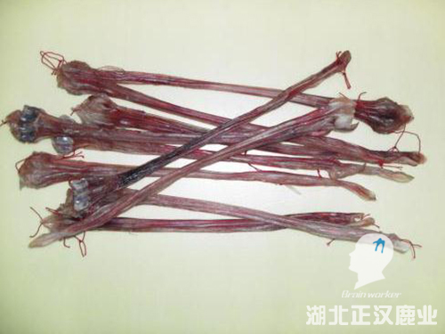 鹿筋腱