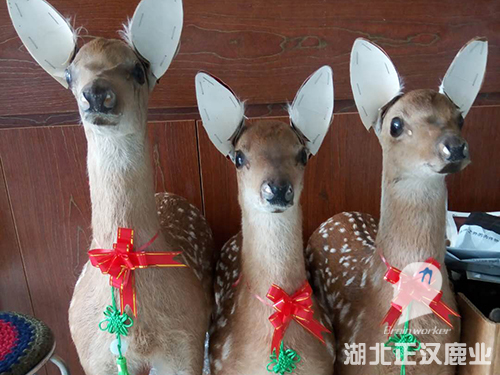 梅花鹿标本