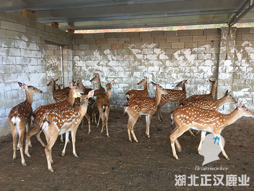 梅花鹿养殖
