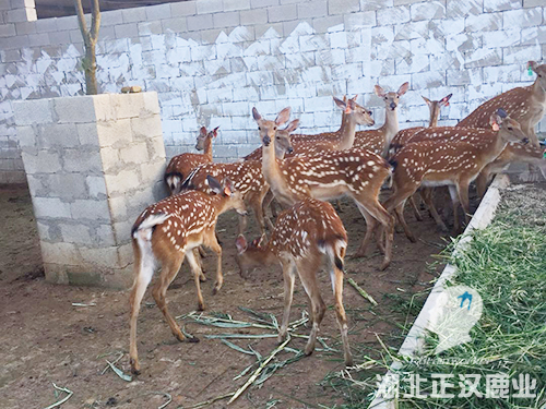 梅花鹿养殖场