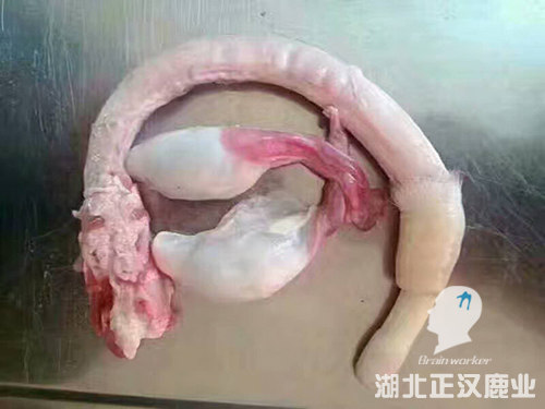 鲜鹿鞭