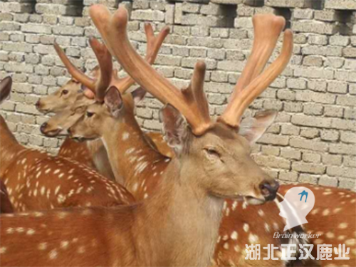 种鹿鹿茸