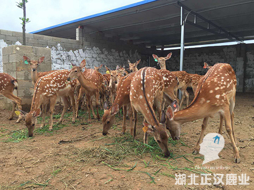 种鹿销售