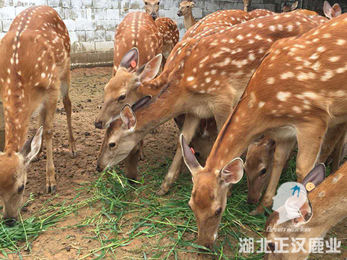 梅花鹿环境