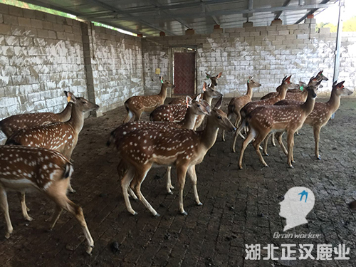 梅花鹿养殖场环境